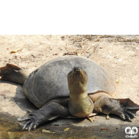 خانواده لاکپشت‌های لاک نرم Trionychidae